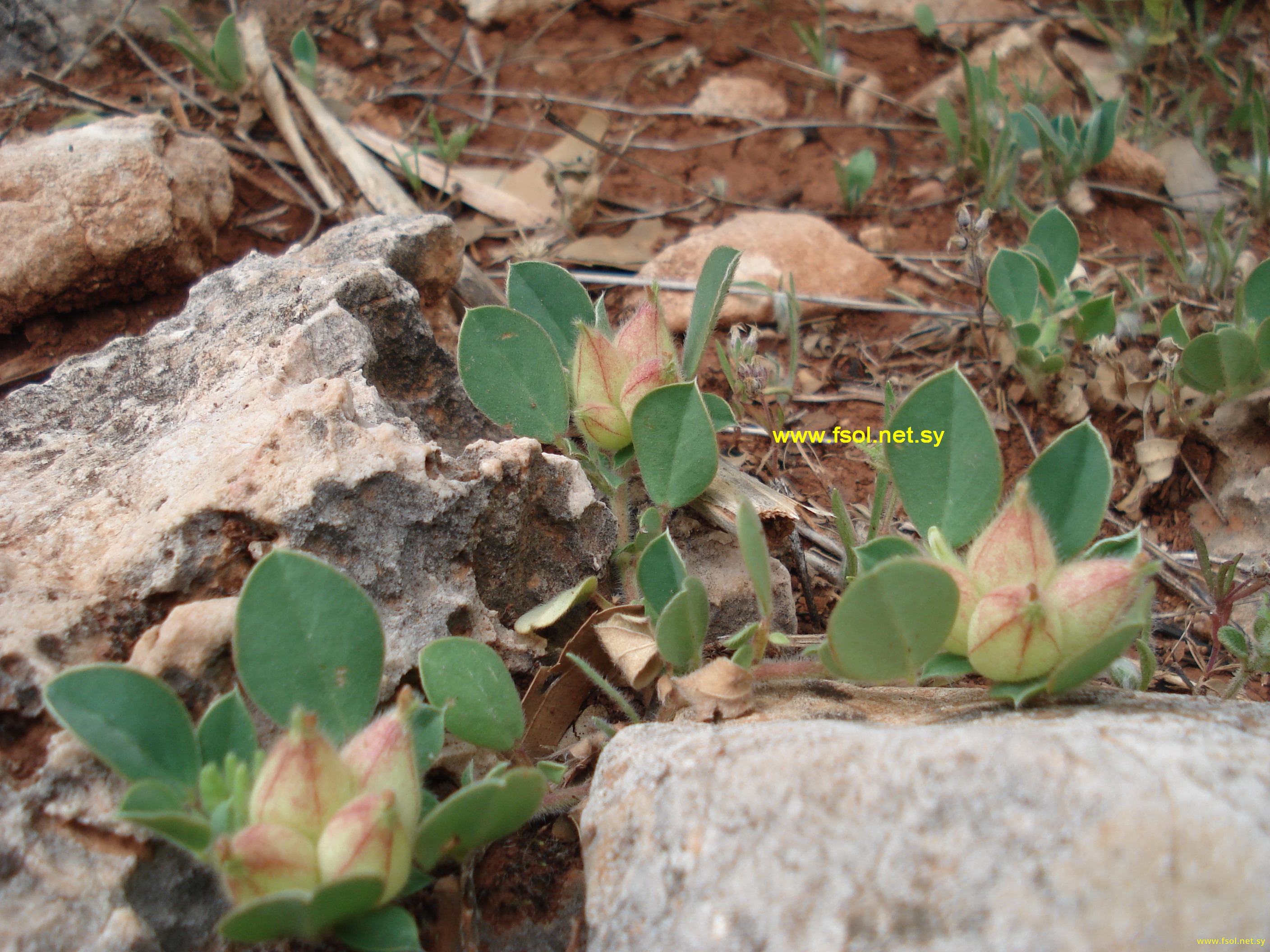 Astragalus kahiricus DC.